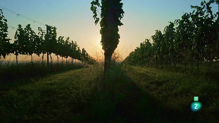 Som Documentals - L'imperi de la vinya