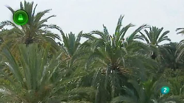 Agrosfera - Microondas contra el picudo rojo