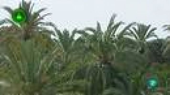 Agrosfera - Microondas contra el picudo rojo