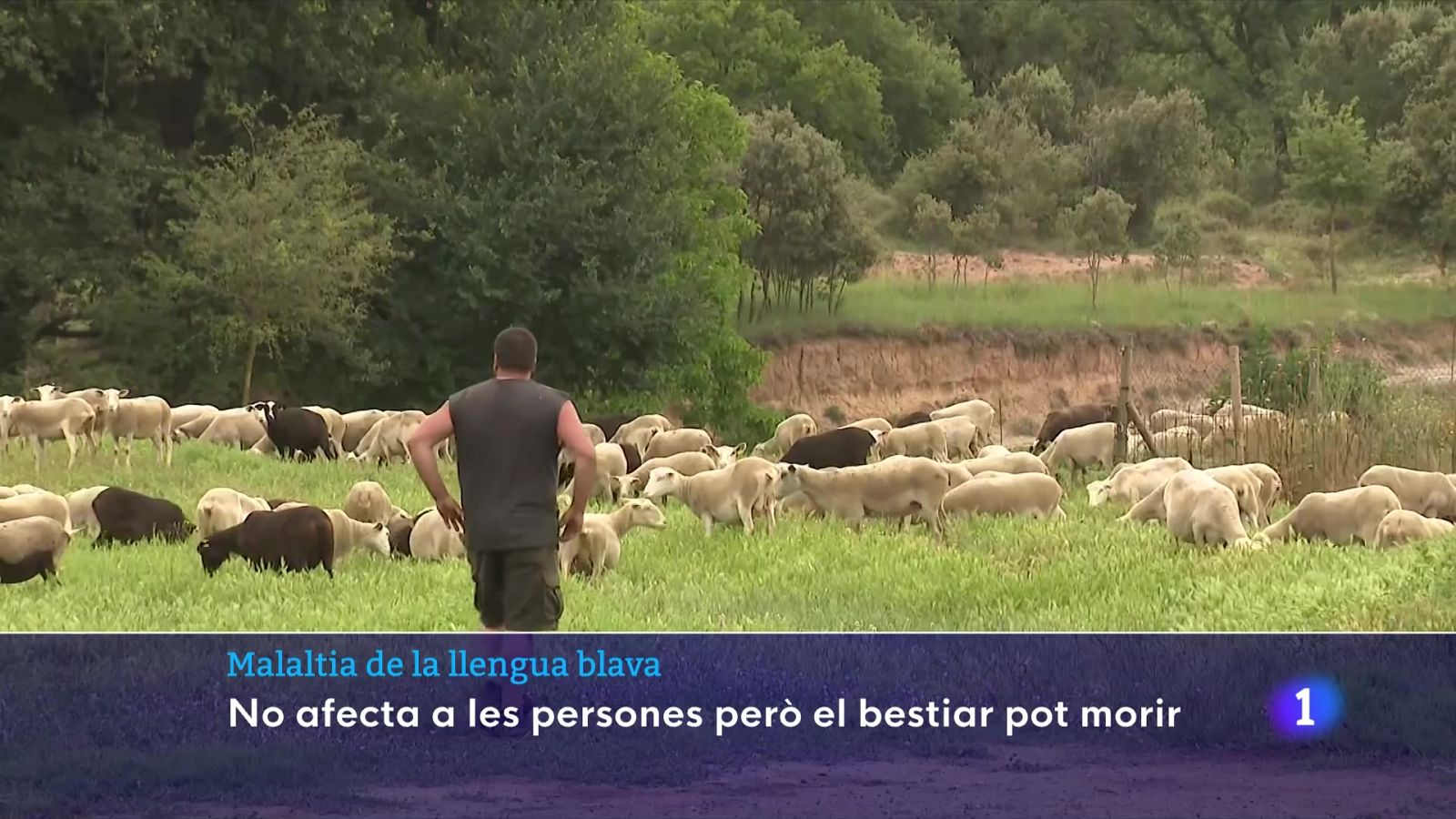 Malaltia de la llengua blava: no afecta les persones, però el bestiar pot morir