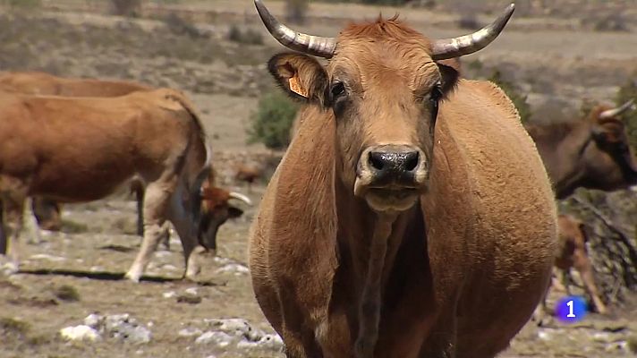 L'informatiu - Comunitat Valenciana - L'Informatiu de la Comunitat Valenciana 2 - 03/07/24