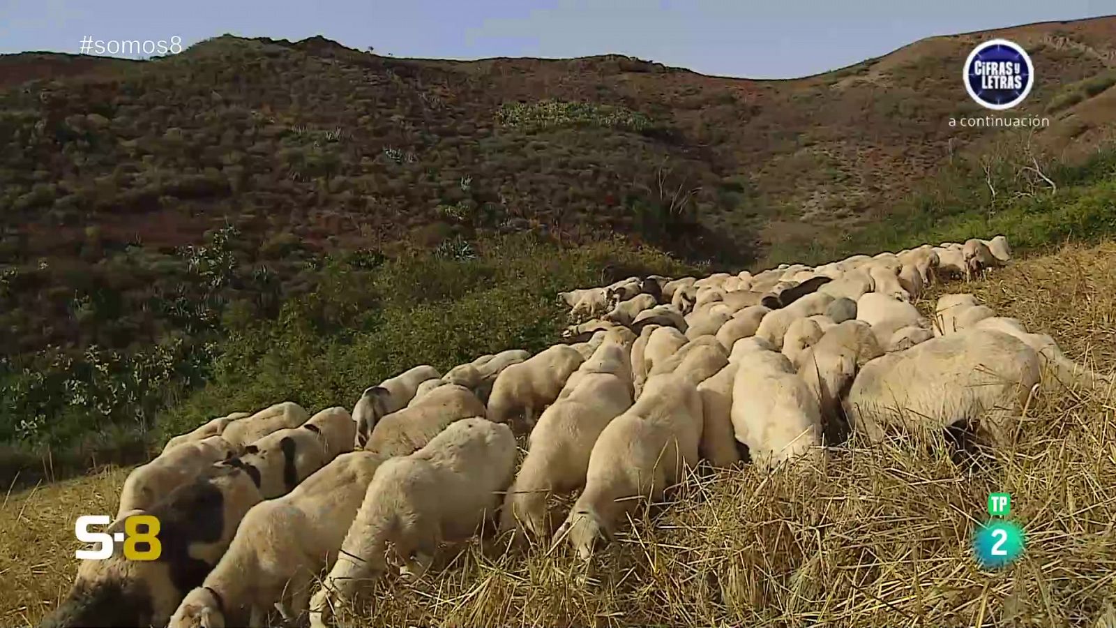 Somos 8 - 03/07/2024 - Somos 8 | Ver