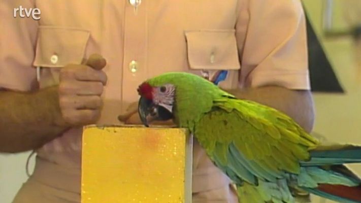 Programas y Concursos en el Archivo de RTVE - Verano 8.30 PM Magazine - 2/7/1985