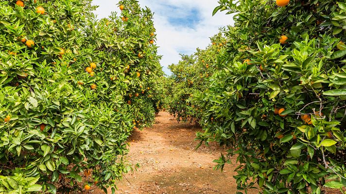 El campo se queda sin relevo ante la falta de jóvenes