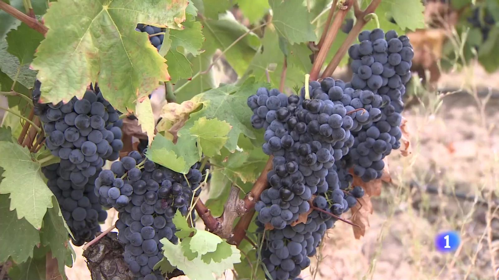 Informativo Telerioja 2 - 04/07/24 - Ver ahora | Ver