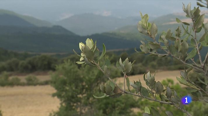 L'Informatiu - Les conseqüències dels incendis del Berguedà i el Bages de l'any 1994