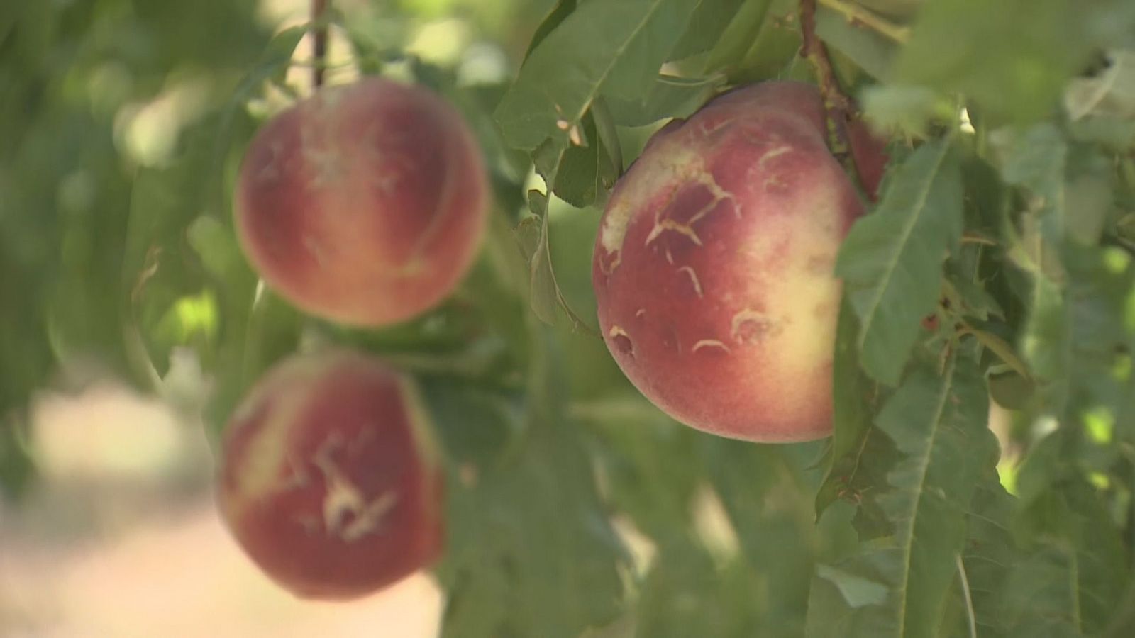 Les fortes pluges deixen danys importants en finques de fruita