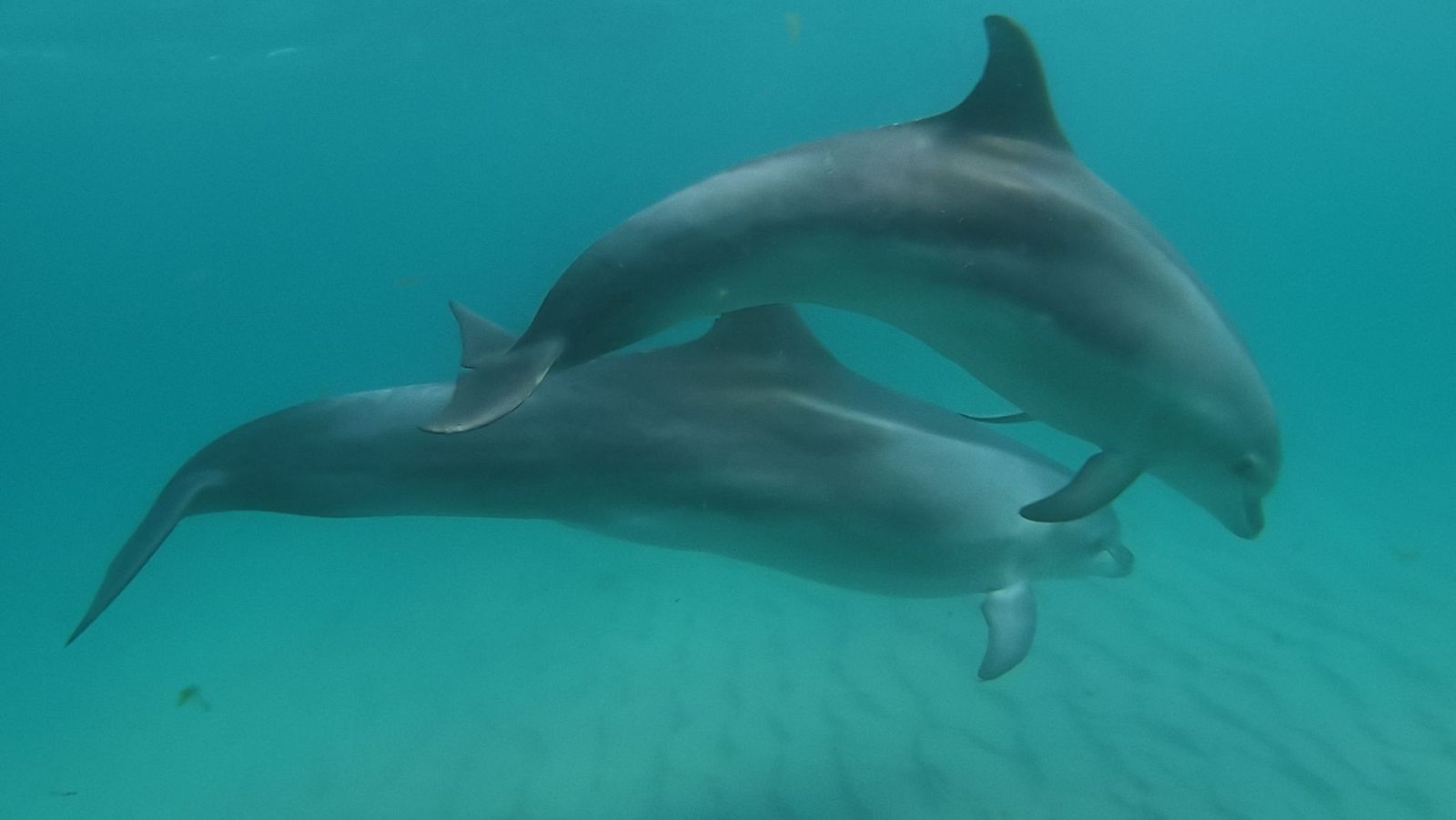 Fauna ibérica - Familias - ver ahora