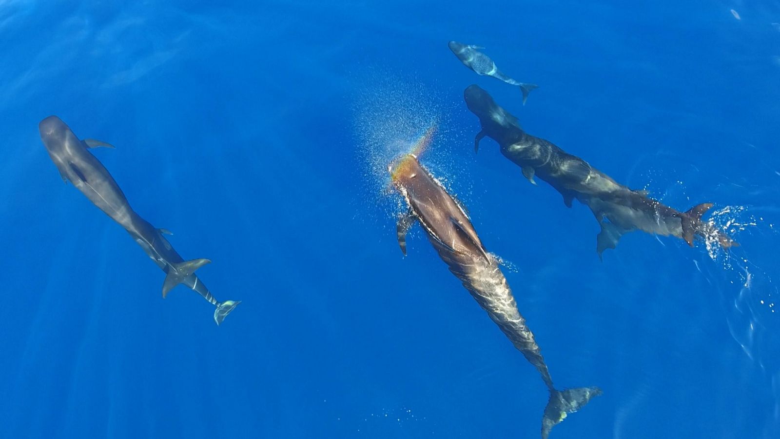Fauna ibérica - Prisioneros del frío - ver ahora