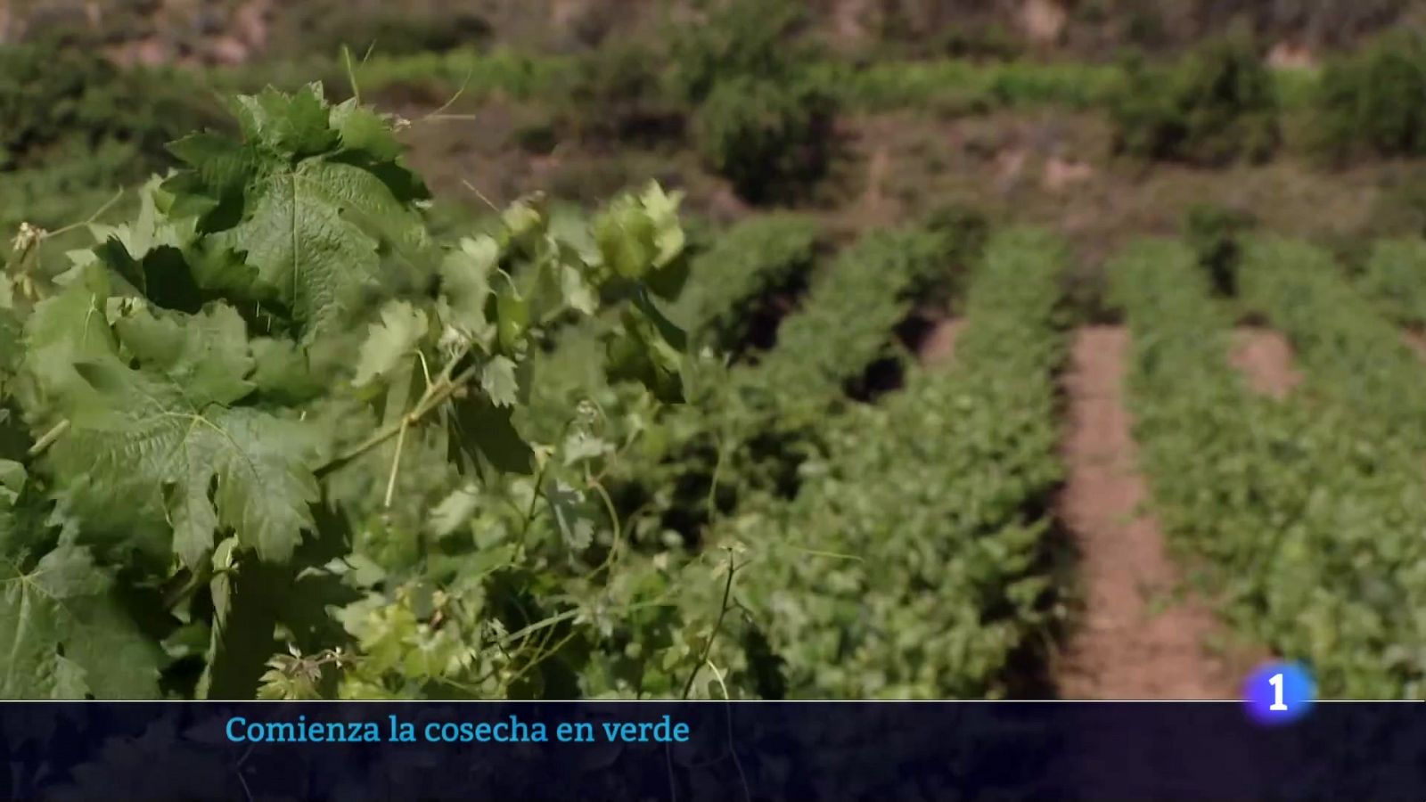 Telerioja en 2' - 08/07/24 | Ver