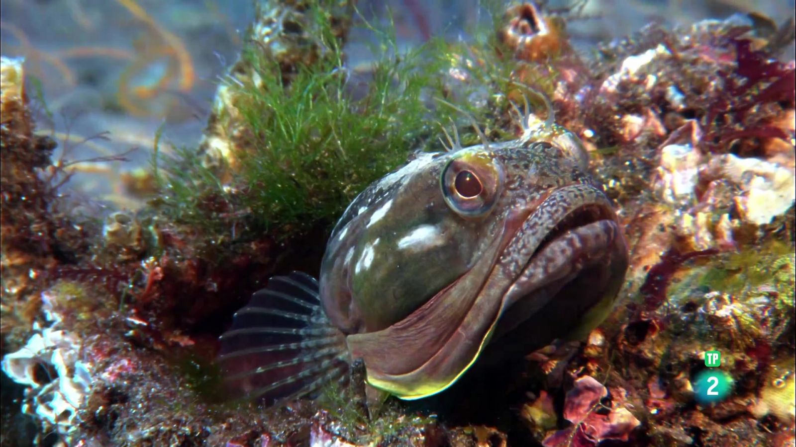 Peixos increïbles | Grans Documentals