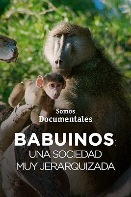 Som Documentals - Babuïns: Les regles de la tropa