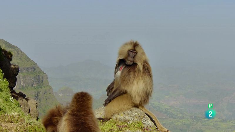 Grans Documentals - Babuns: Les regles de la tropa - Veure ara