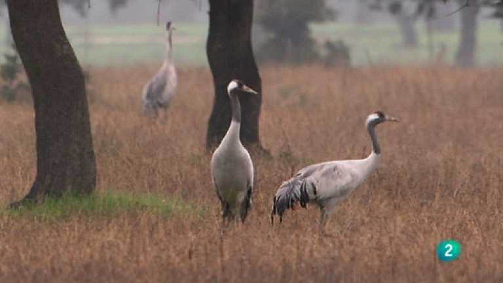Biodiario - 18/12/12 - ver ahora