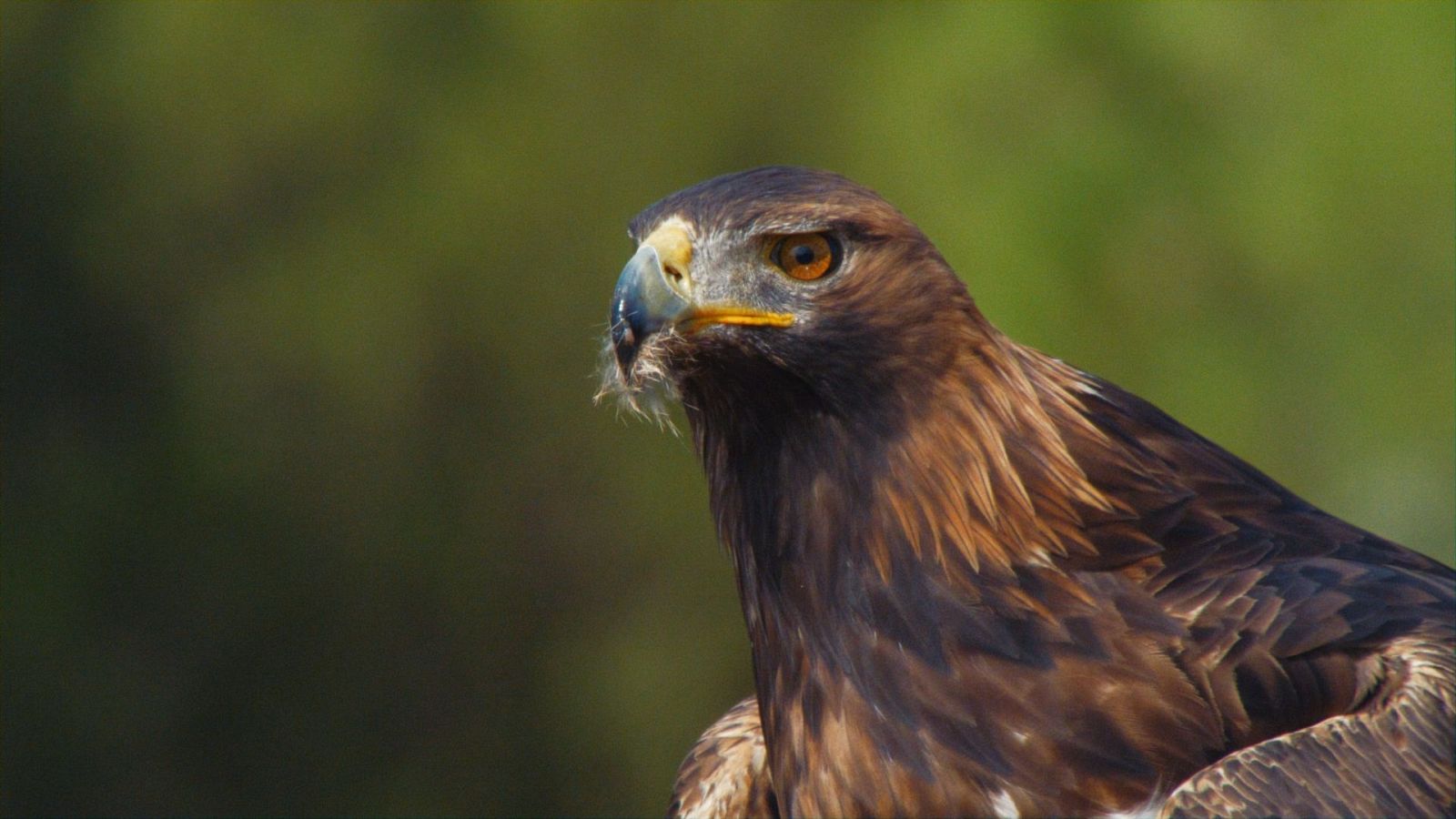 Fauna ibérica - La Gran Cadena - ver ahora