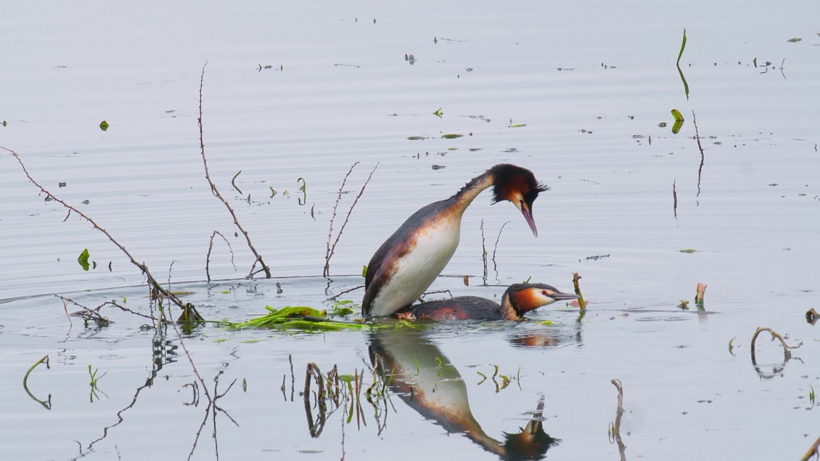 Fauna ibérica - Haciendo la corte - ver ahora