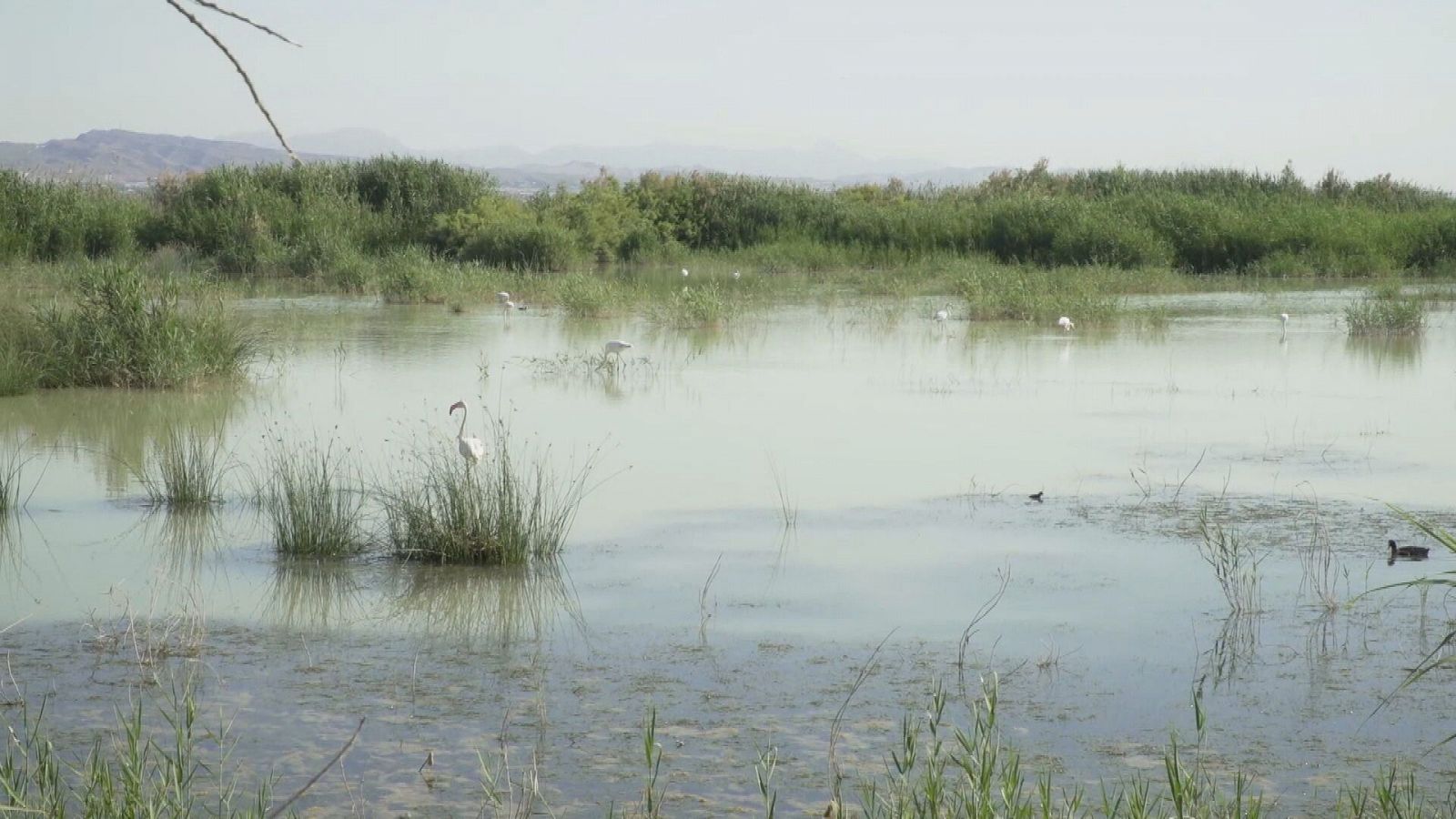 Comando actualidad - En terreno pantanoso - Ver ahora