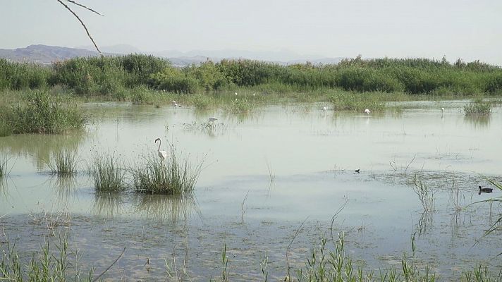 Comando Actualidad - En terreno pantanoso