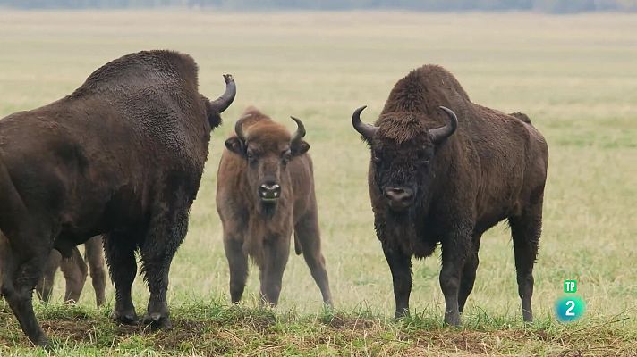 Som Documentals - El bisó europeu, el colós del bosc