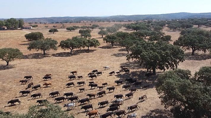 Tendido cero - Tendido Cero - 13/07/24
