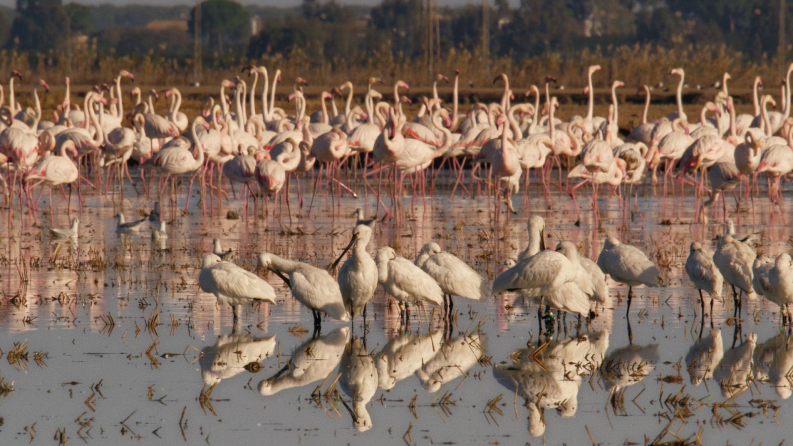 Fauna ibérica - Viviendo juntos - Ver ahora