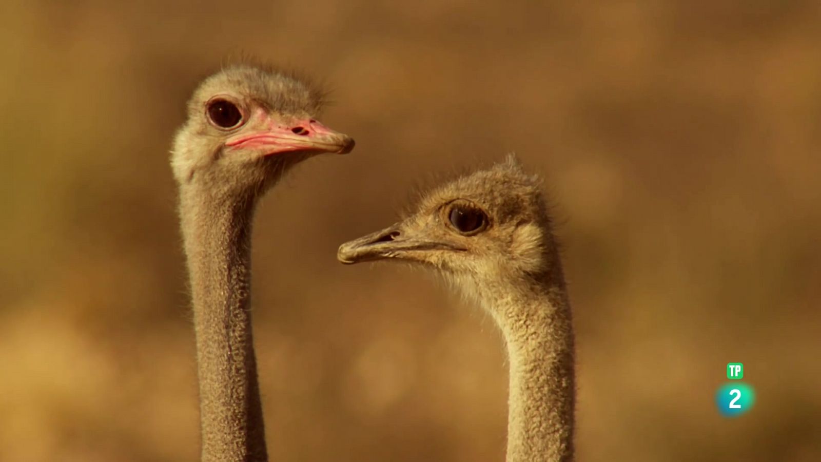 Grans Documentals - Amb els peus a terra: aus no voladores - Veure ara