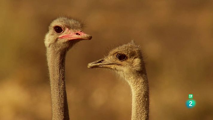 Som Documentals - Amb els peus a terra: aus no voladores
