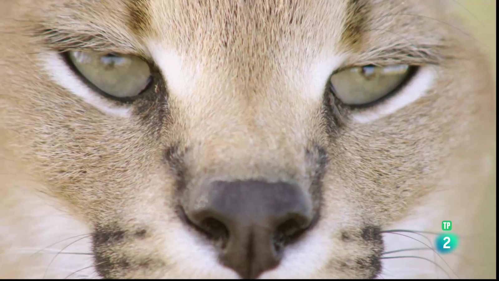 Grans Documentals - La vida a l'Àfrica ardent: El caracal, la sabana en flames - Veure ara