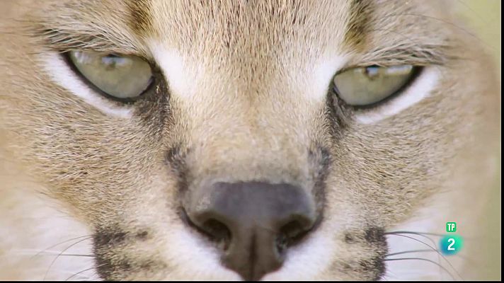 Som Documentals - La vida a l'Àfrica ardent: El caracal, la sabana en flames