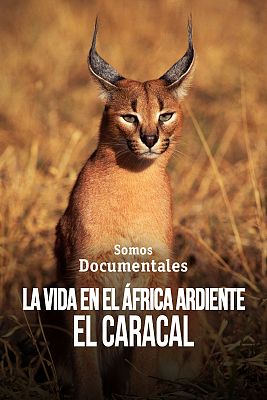 Som Documentals - La vida a l'Àfrica ardent: El caracal, la sabana en flames
