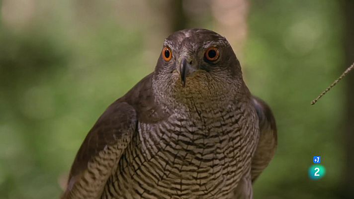 Som Documentals - Caçadors del cel: astors, aligots i àguiles