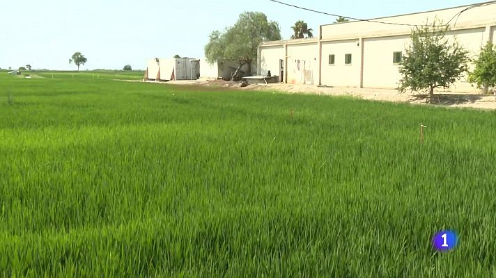 L'Informatiu - Innovacions en el conreu de l'arròs