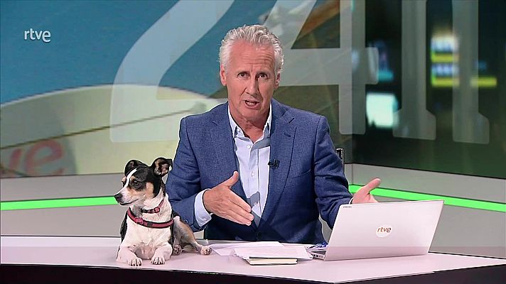 Objetivo Planeta - Abandono de mascotas