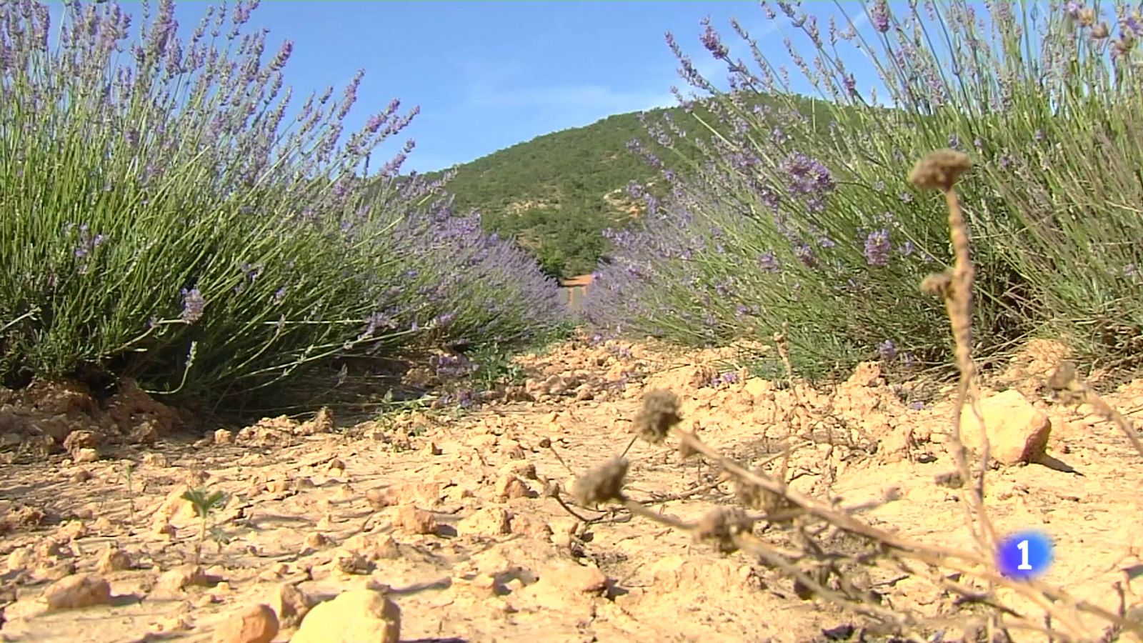 Una plaga de gusanos amenaza la lavanda - Noticias de Castilla-La Mancha | Ver