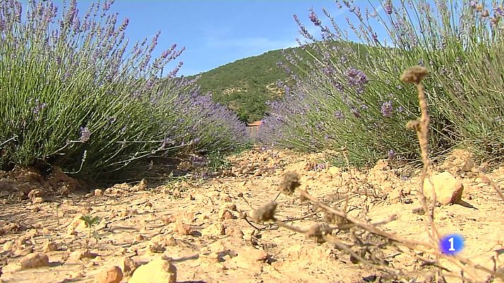Noticias de Castilla-La Mancha - Una plaga de gusanos amenaza la lavanda