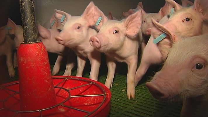 Agrosfera - Agrosfera - 20/07/24