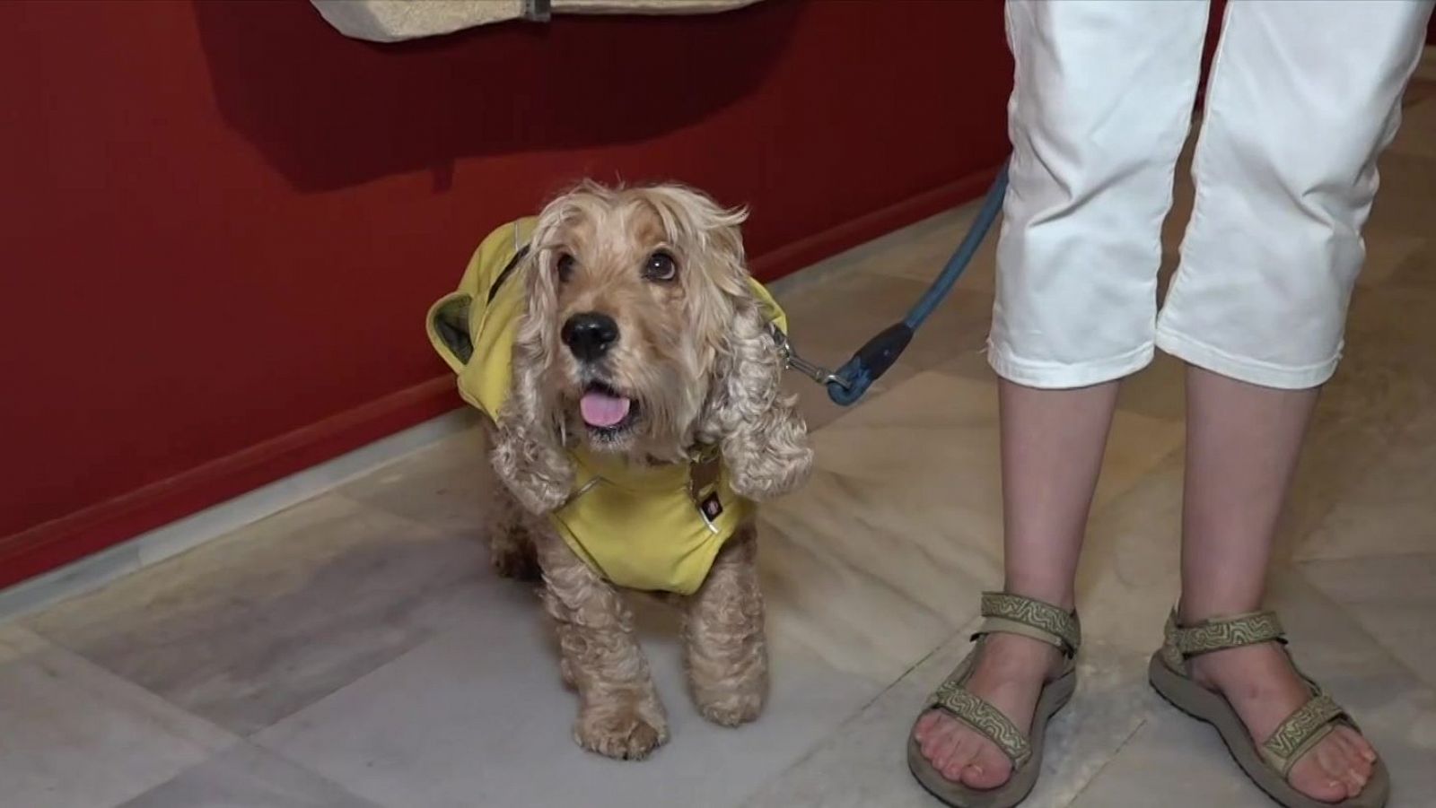 El Museu d'Arqueologia de Catalunya obre les portes als gossos - L'Informatiu | Veure