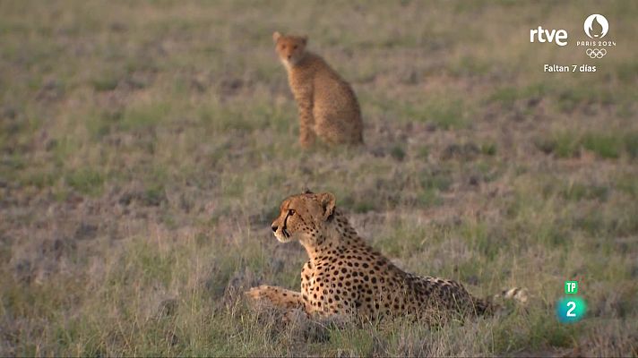 Som Documentals - Els contes de la Maleika