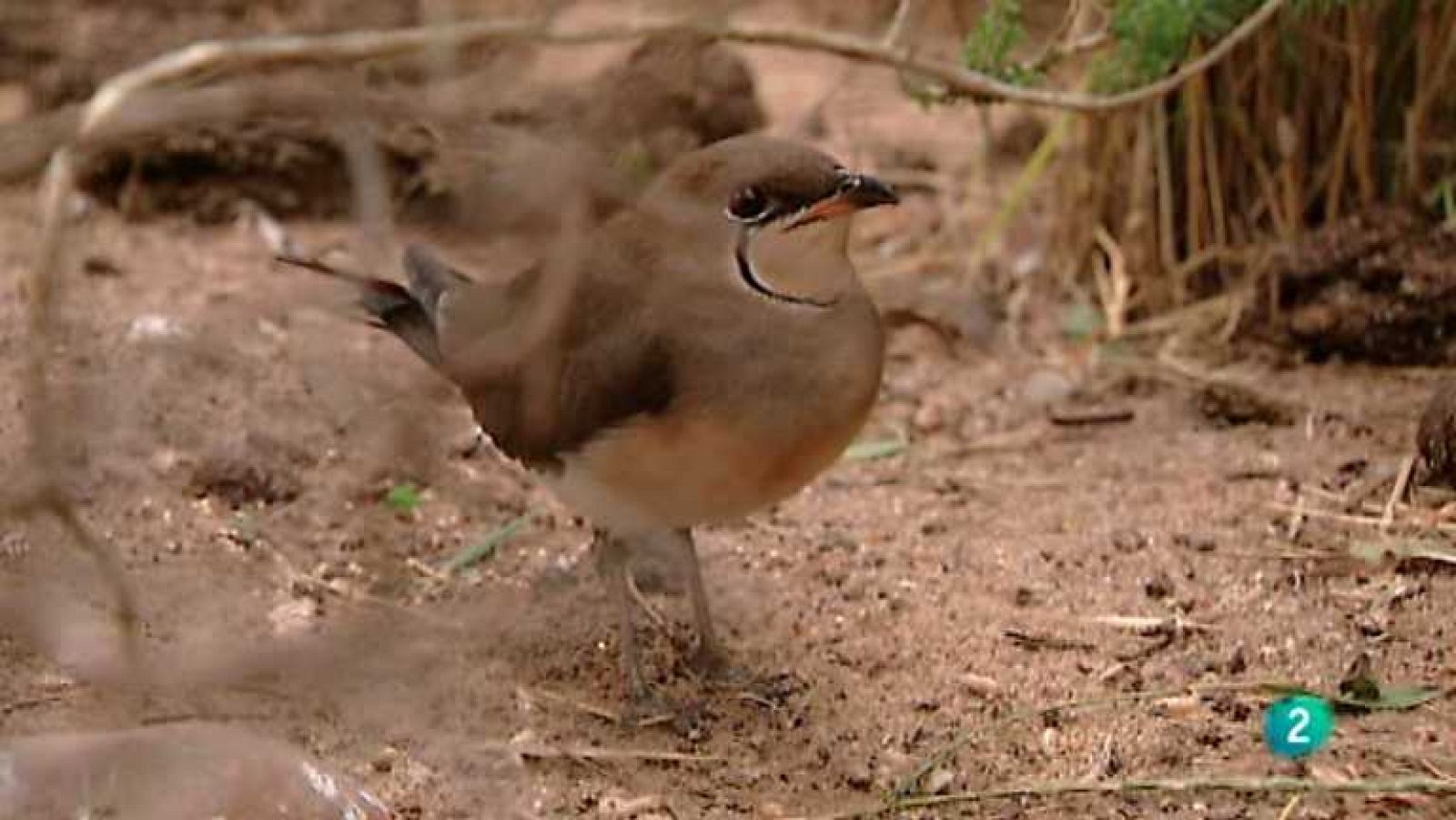 Biodiario - 19/12/12 - ver ahora