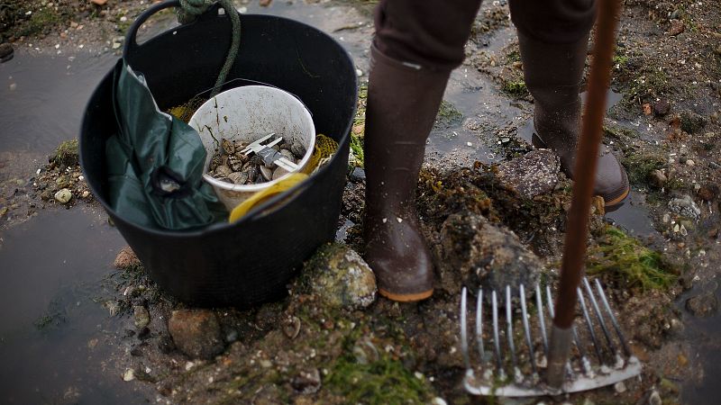 Las mariscadoras encuentran almeja en la ría de Pontevedra | Ver