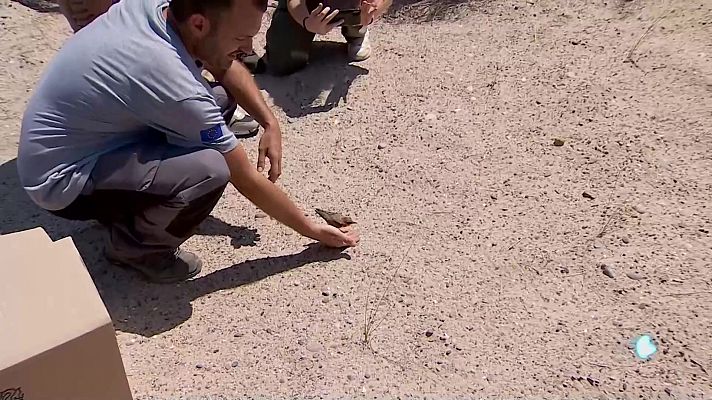 L'informatiu - Comunitat Valenciana - L'Informatiu de la Comunitat Valenciana 1 - 24/07/24