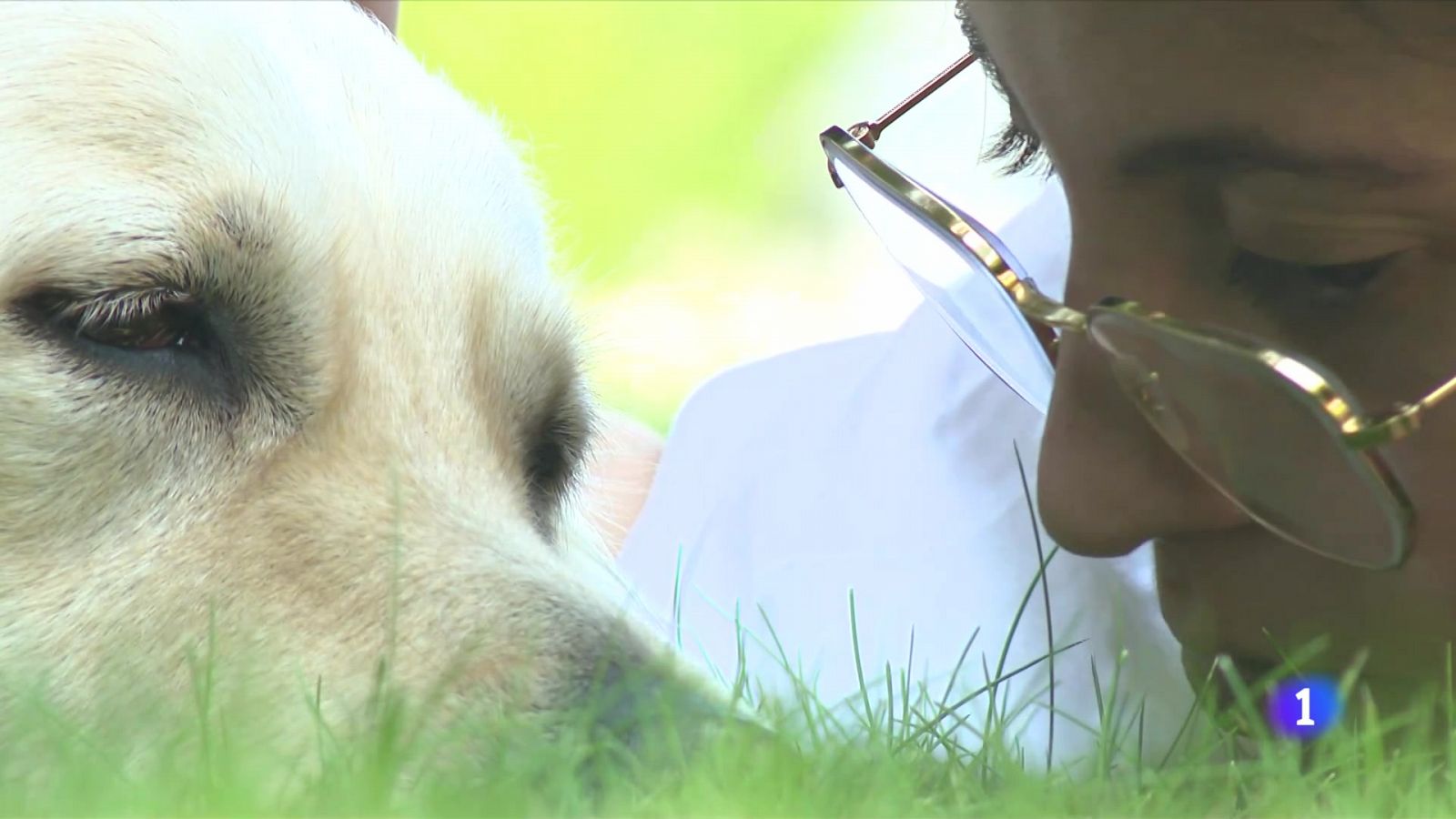 Programa pilot de teràpia assistida amb gossos i pacients neurològics adults - L'Informatiu | Veure