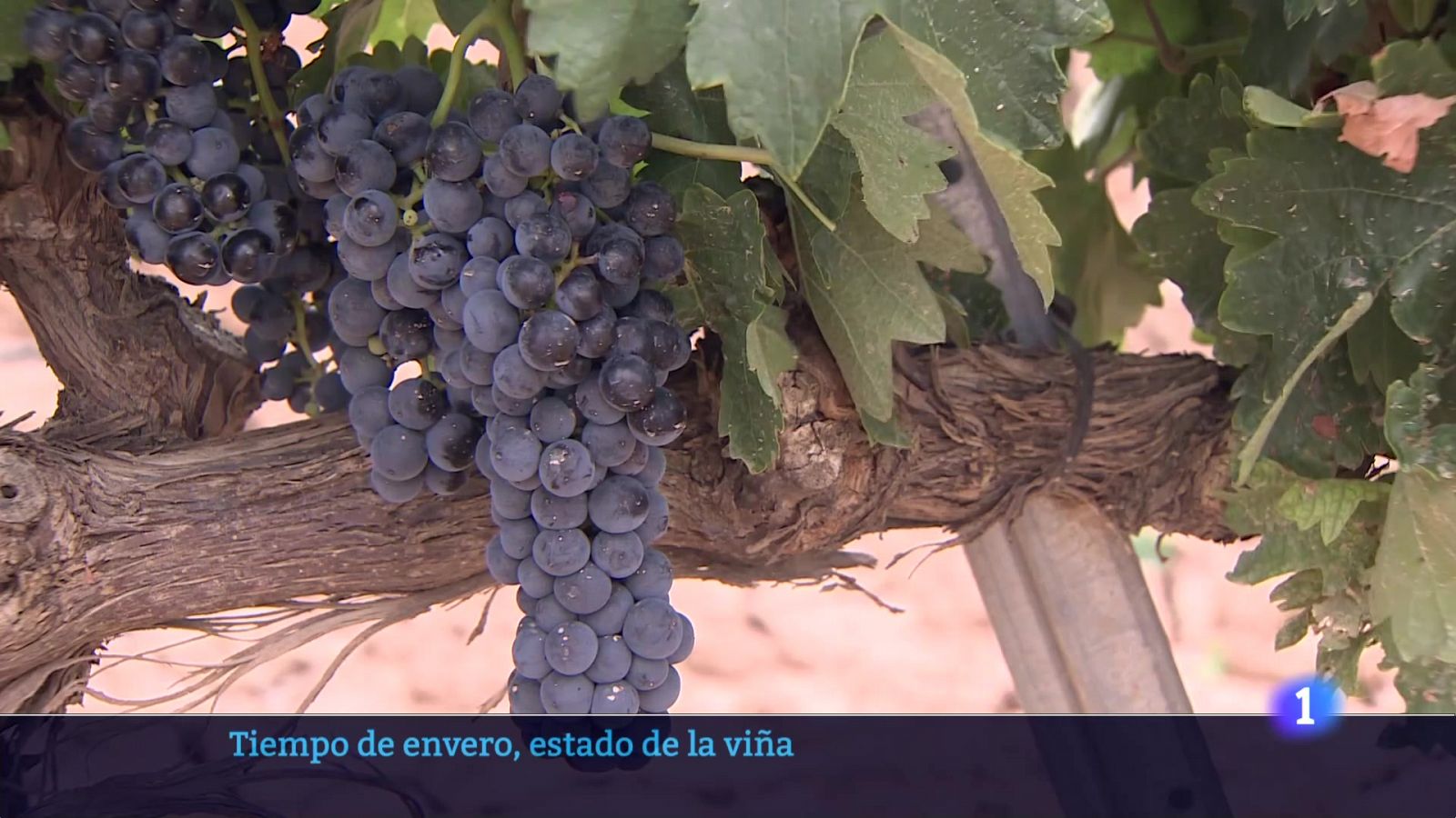 Informativo Telerioja - 30-07-2024 | Ver