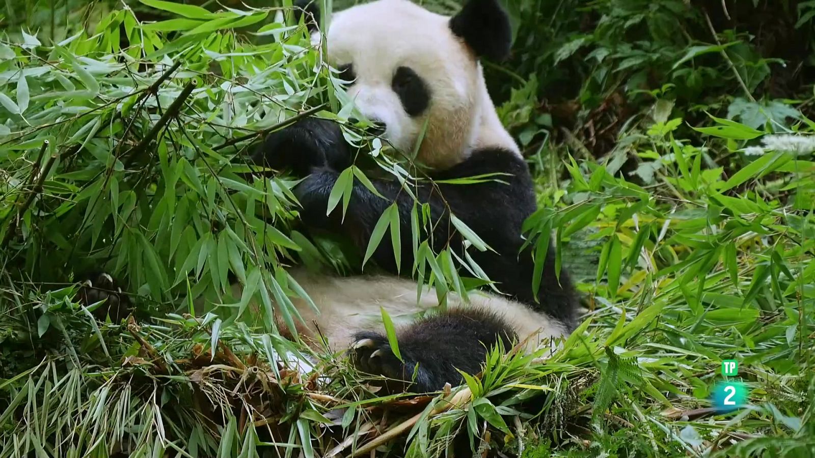 4 estacions al regne del panda | Neix un gegant - Grans Documentals