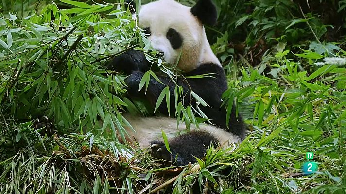 Quatre estacions en el regne de l'os panda | El naixement d'un gran gegant