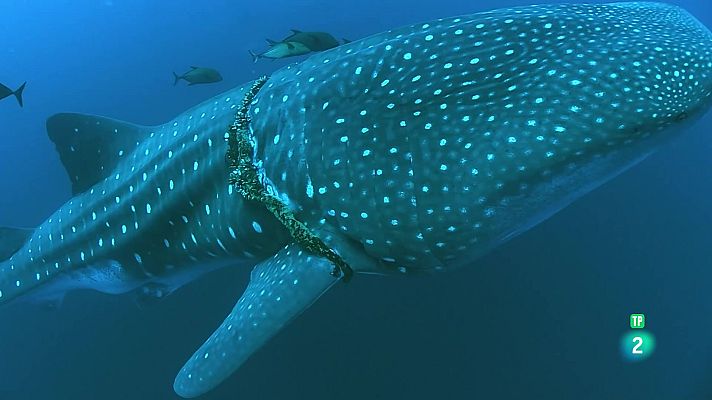 Som Documentals - Oceans èpics | Costes