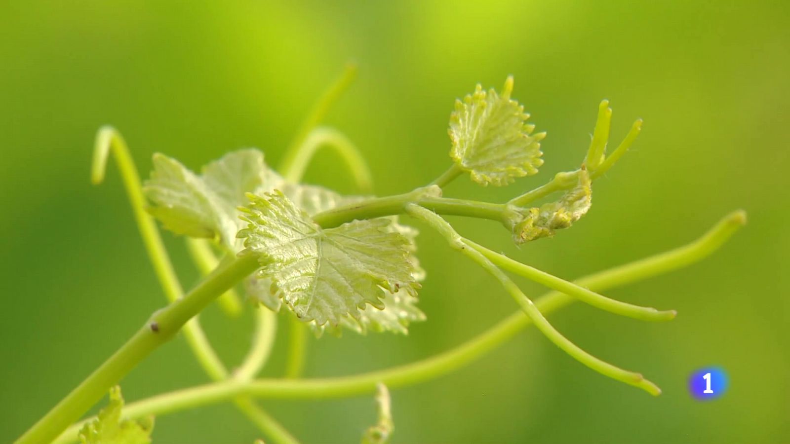 Informativo Telerioja - 02-08-2024 | Ver