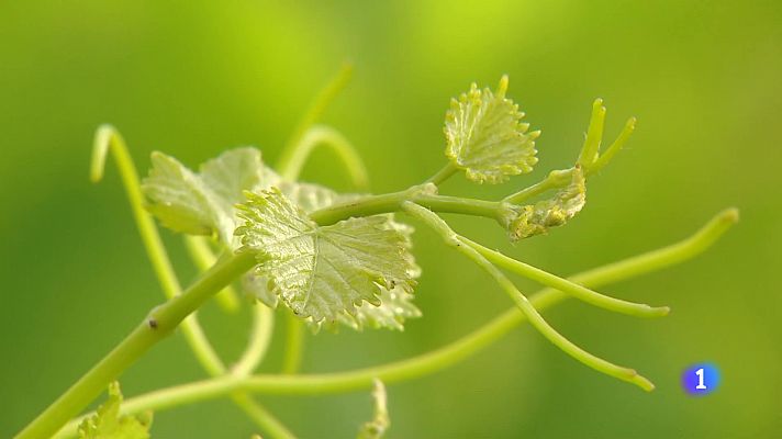 Informativo Telerioja - Informativo Telerioja - 02-08-2024