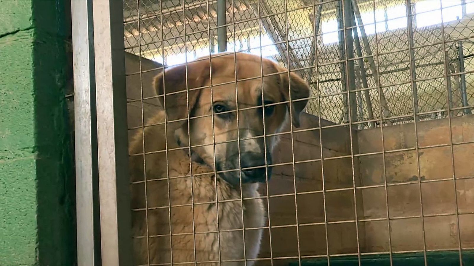 ¿Cómo actuar si te encuentras un perro abandonado? - El mundo en 24 horas | Ver