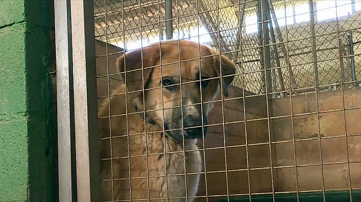 El mundo en 24 horas - ¿Cómo actuar si te encuentras un perro abandonado?